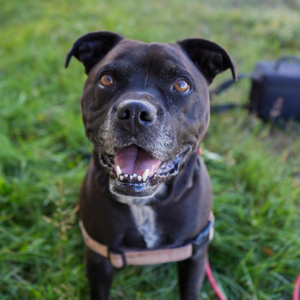 Enlarge ROCKY, a Adoptable mixed breed in Pagosa Springs, CO image 2/6