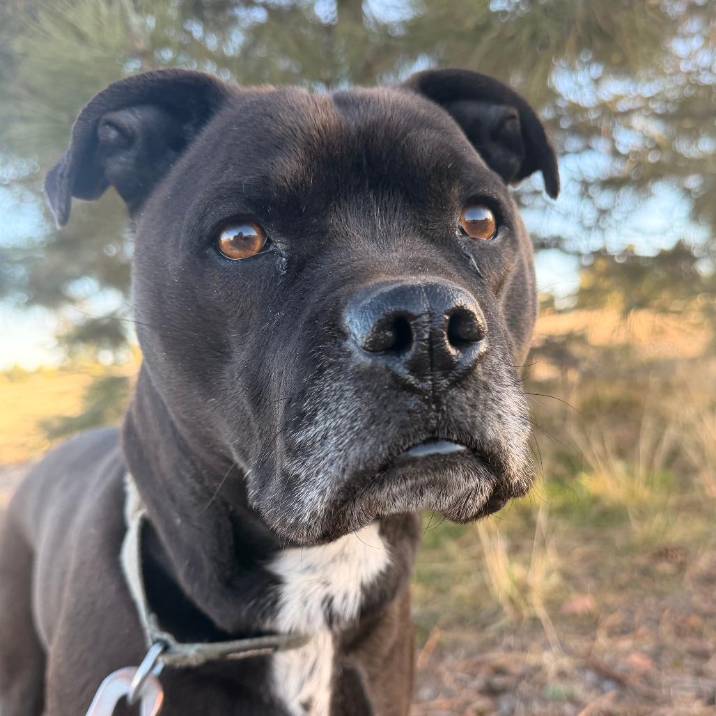 Enlarge ROCKY, a Adoptable mixed breed in Pagosa Springs, CO image 1/4