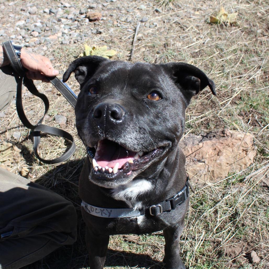 Enlarge ROCKY, a Adoptable mixed breed in Pagosa Springs, CO image 2/5