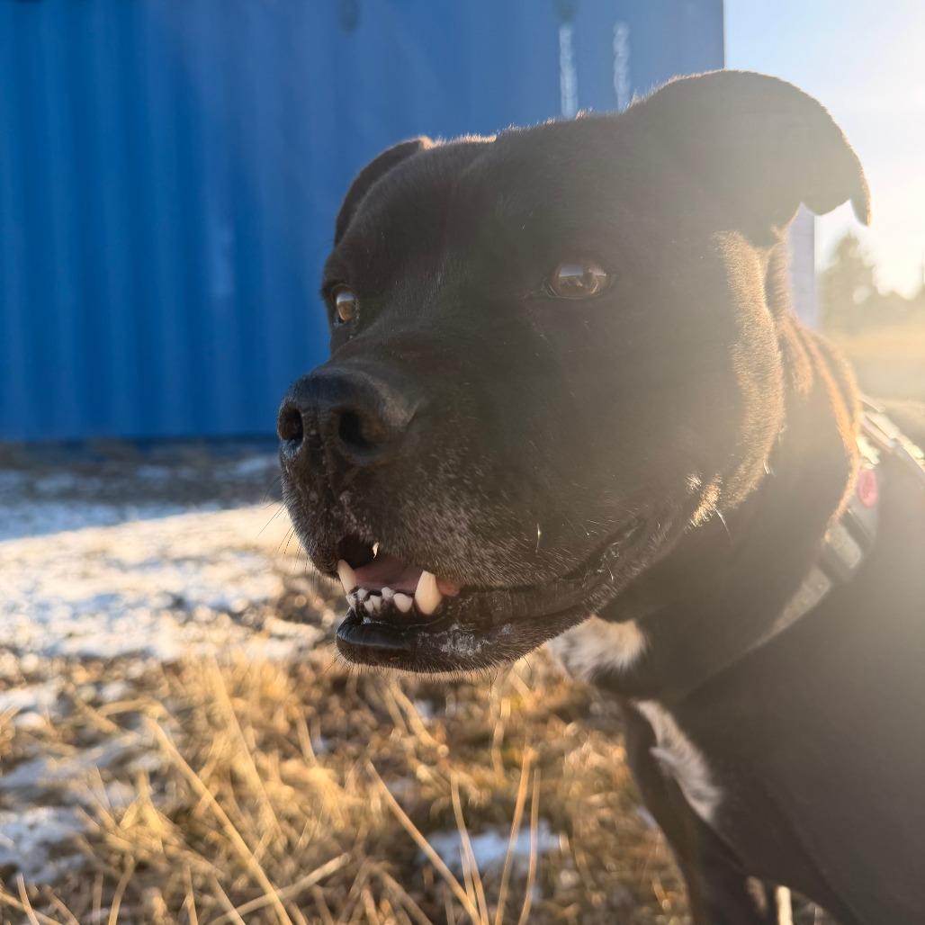 Enlarge ROCKY, a Adoptable mixed breed in Pagosa Springs, CO image 2/4