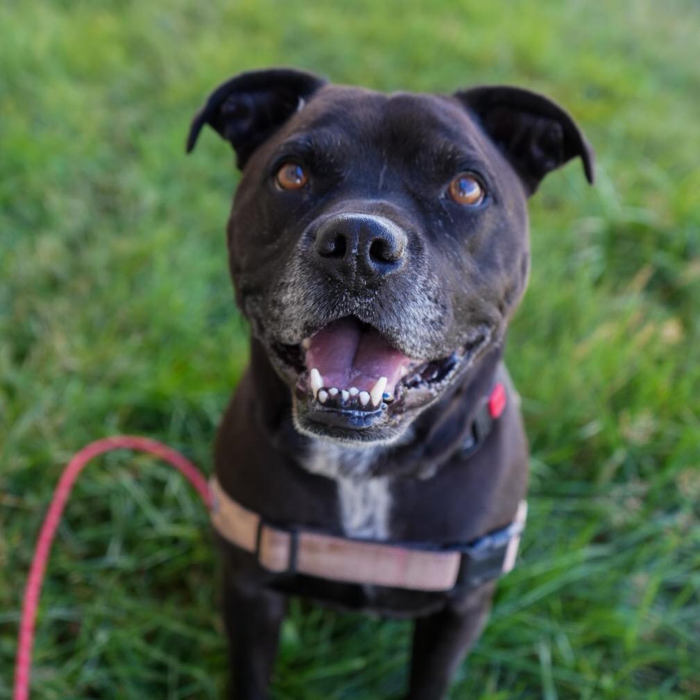 Enlarge ROCKY, a Adoptable mixed breed in Pagosa Springs, CO image 4/6