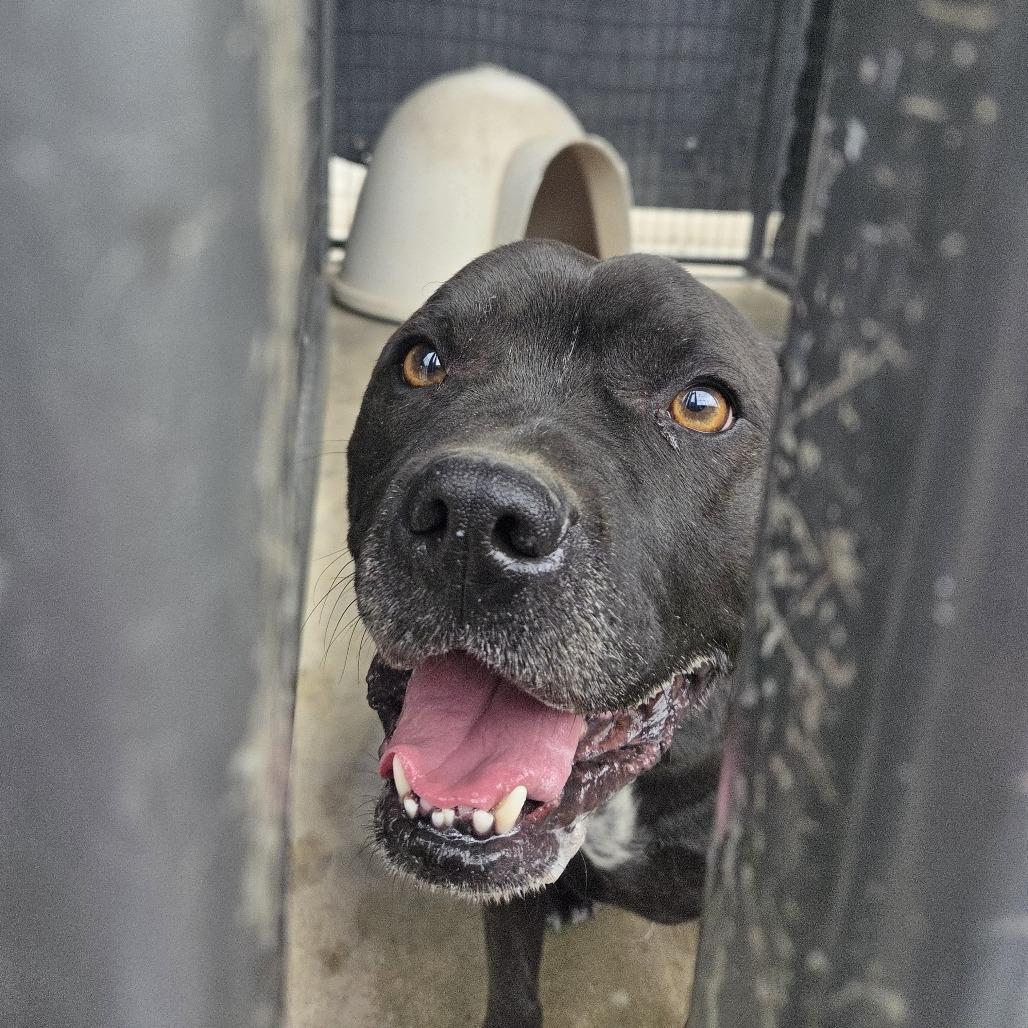 Enlarge ROCKY, a Adoptable mixed breed in Pagosa Springs, CO image 1/1