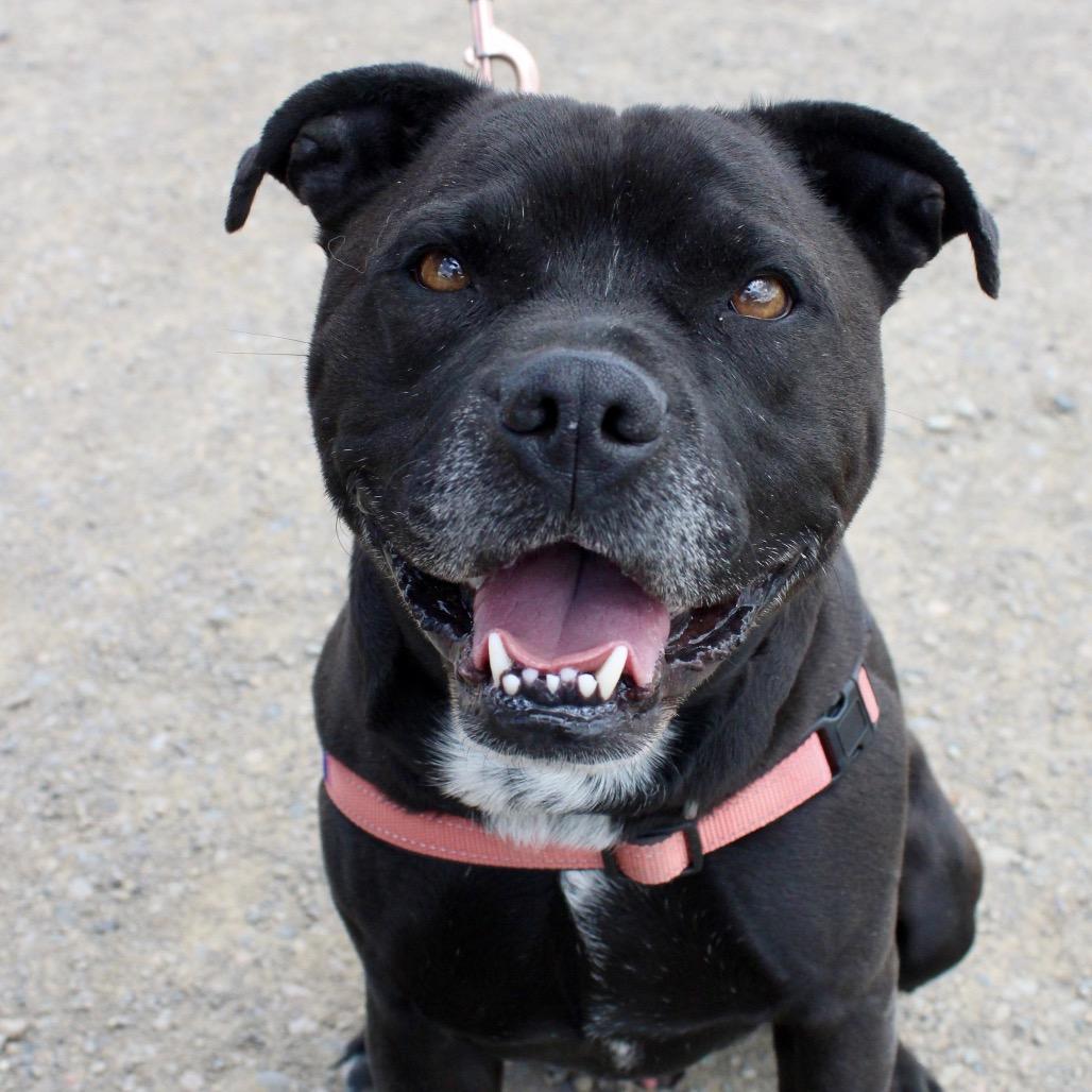 ROCKY, a Adoptable mixed breed in Pagosa Springs, CO image 4/5