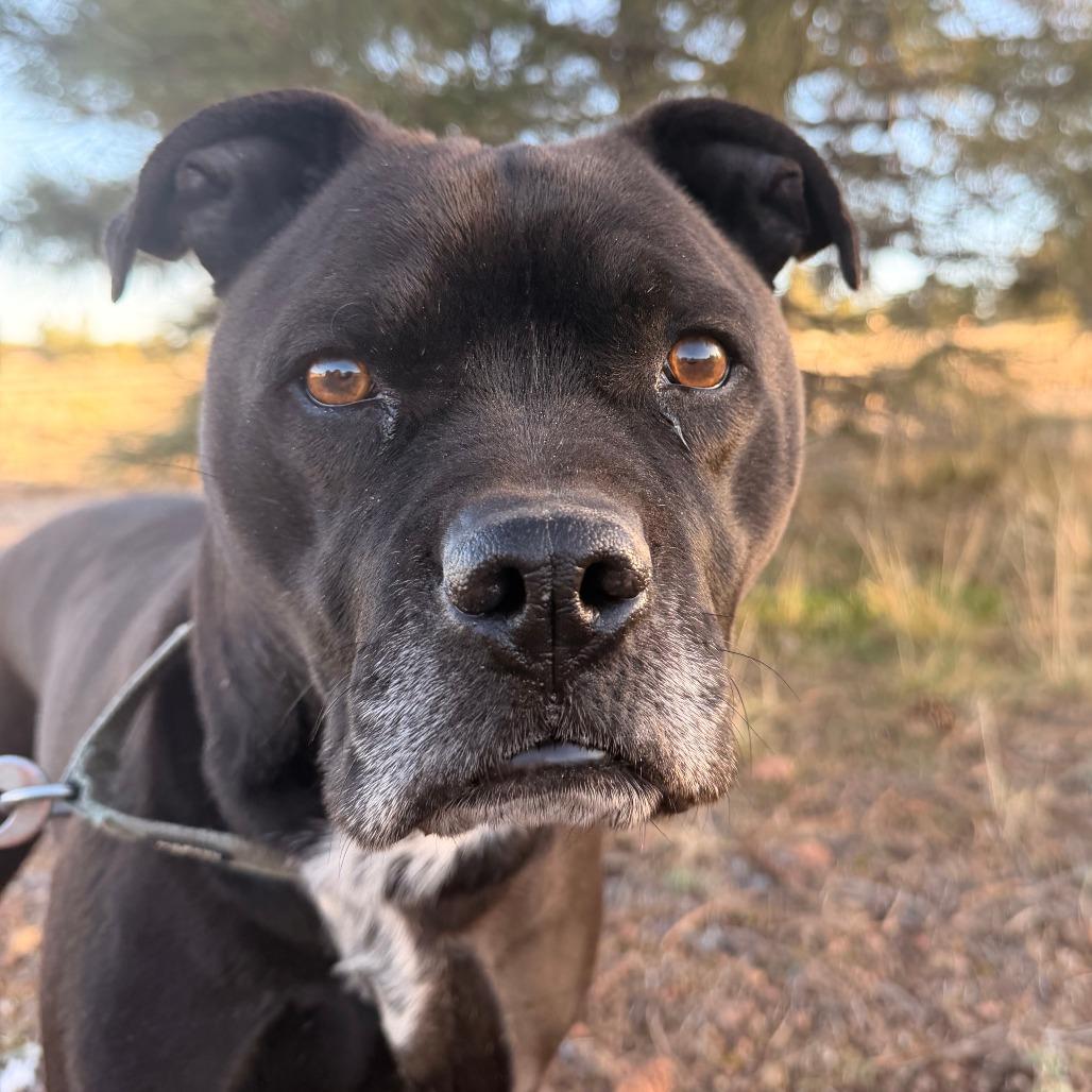 Enlarge ROCKY, a Adoptable mixed breed in Pagosa Springs, CO image 4/4