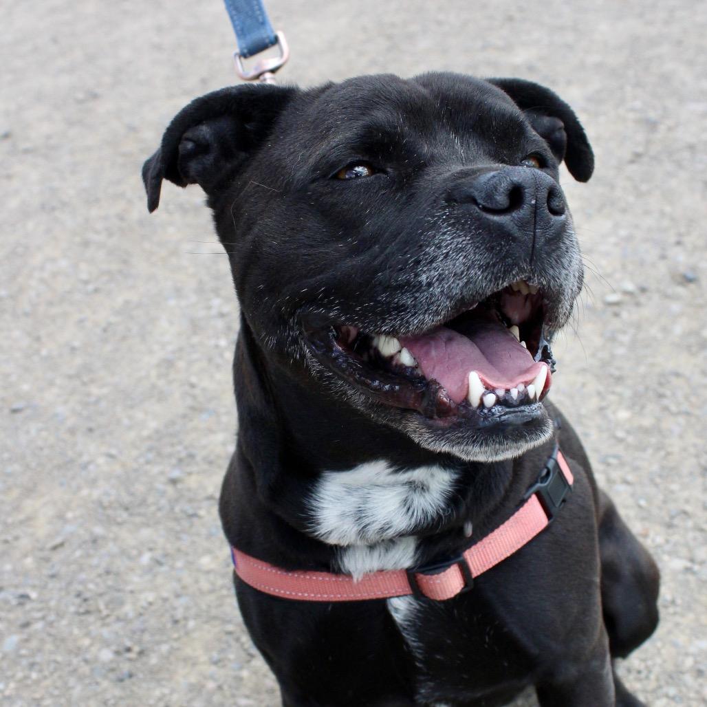 ROCKY, a Adoptable mixed breed in Pagosa Springs, CO image 5/5