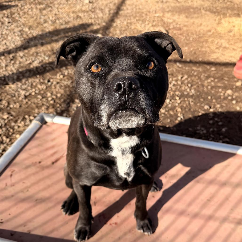 Enlarge ROCKY, a Adoptable mixed breed in Pagosa Springs, CO image 5/5
