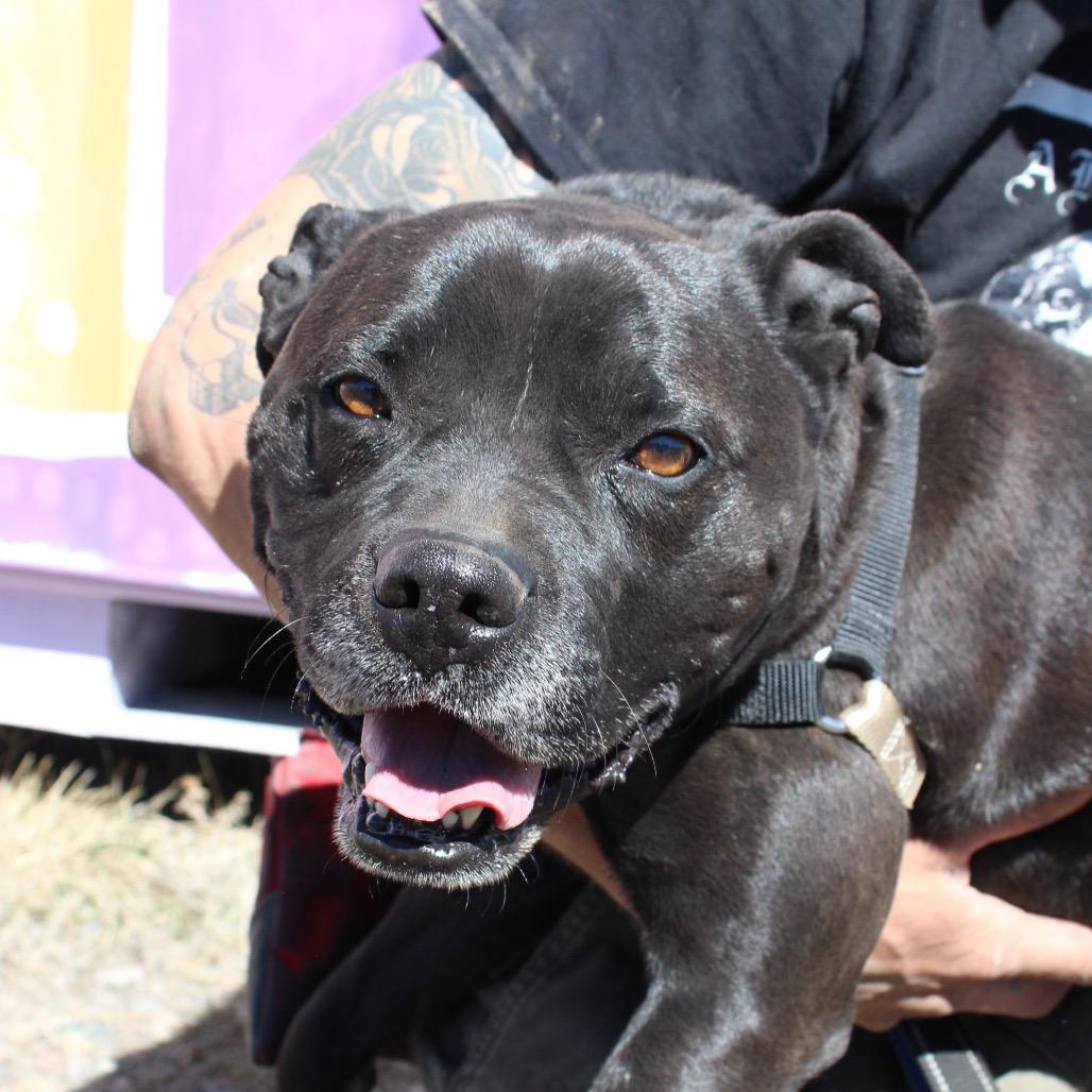 Enlarge ROCKY, a Adoptable mixed breed in Pagosa Springs, CO image 6/6