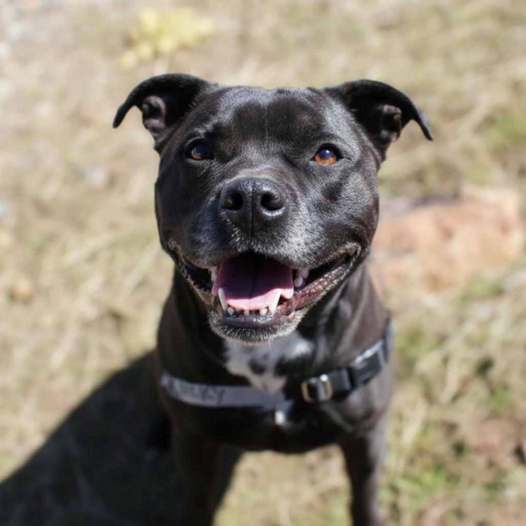 Enlarge ROCKY, a Adoptable mixed breed in Pagosa Springs, CO image 5/5