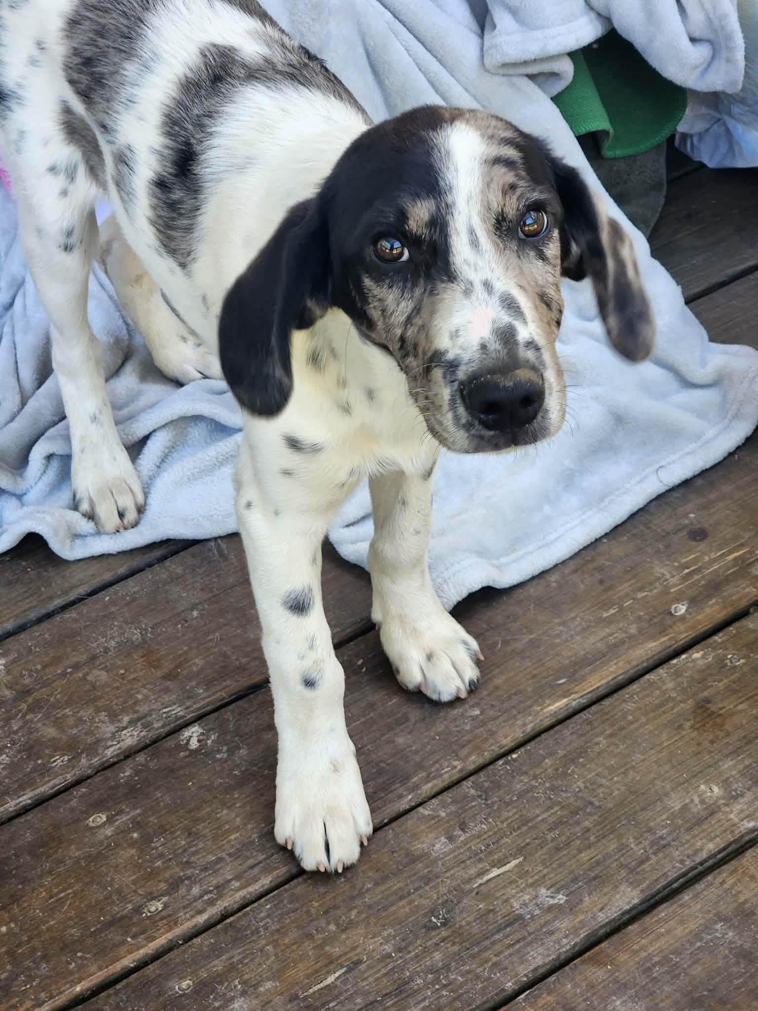Dundee, Adoptable, Puppy Male Australian Shepherd & Hound.