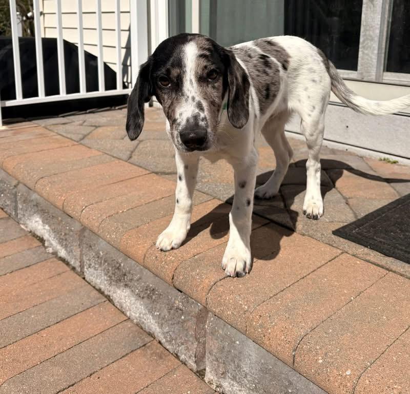 Enlarge Dundee, a Adoptable mixed breed in Eatontown, NJ image 4/4