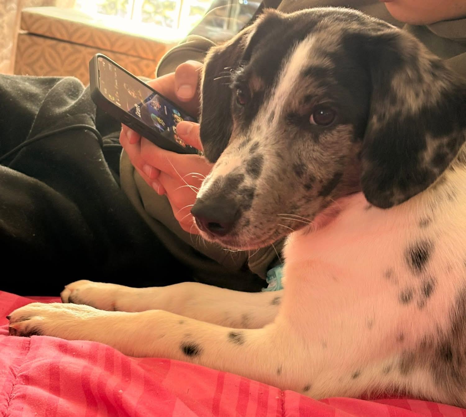 Enlarge Dundee, a Adoptable mixed breed in Eatontown, NJ image 3/4