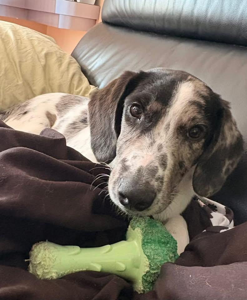 Enlarge Dundee, a Adoptable mixed breed in Eatontown, NJ image 2/4