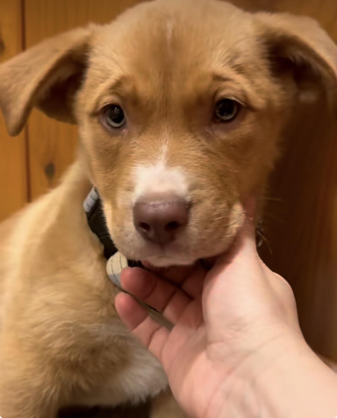 Enlarge Will, a ADOPTABLE mixed breed in Klamath Falls , OR image 1/5