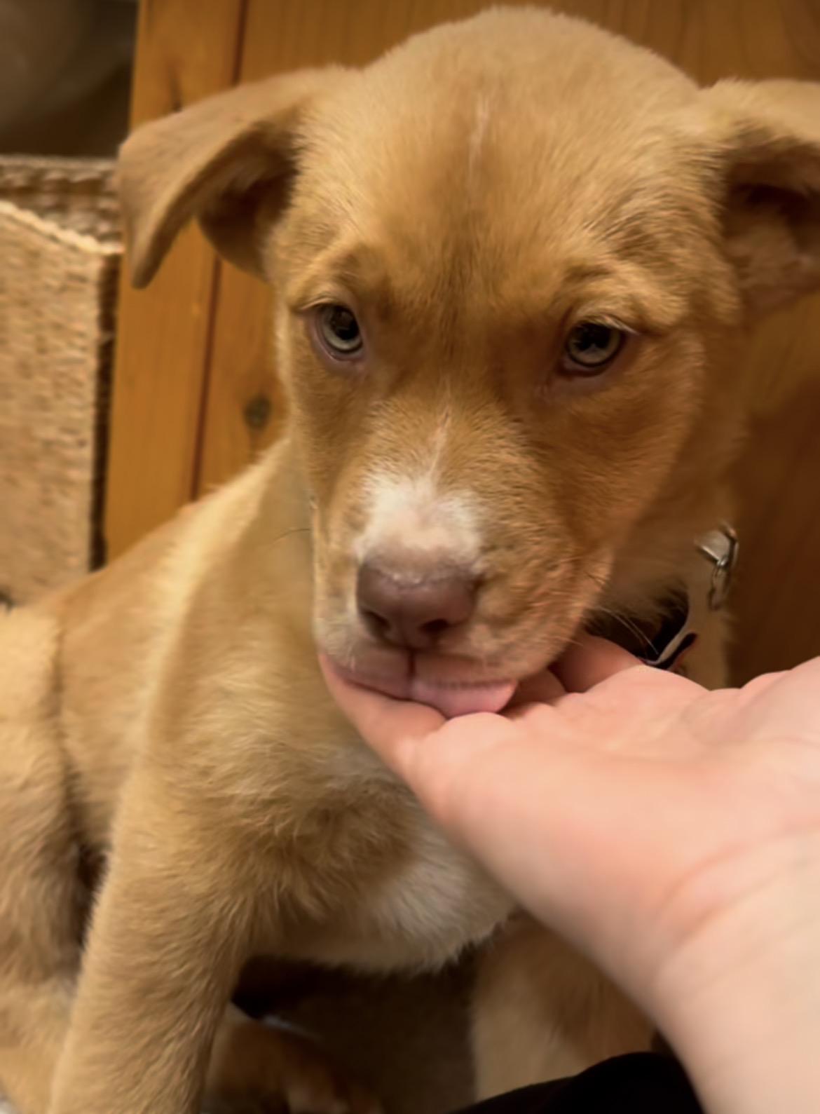 Enlarge Will, a ADOPTABLE mixed breed in Klamath Falls , OR image 3/5