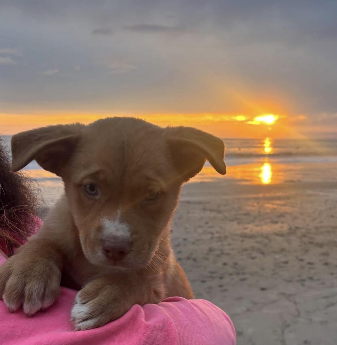 Enlarge Will, a ADOPTABLE mixed breed in Klamath Falls , OR image 5/5