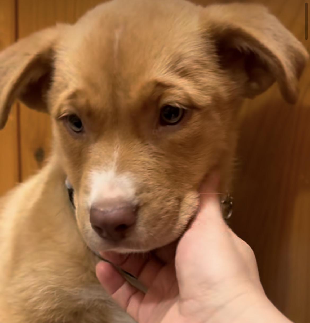 Enlarge Will, a ADOPTABLE mixed breed in Klamath Falls , OR image 4/5