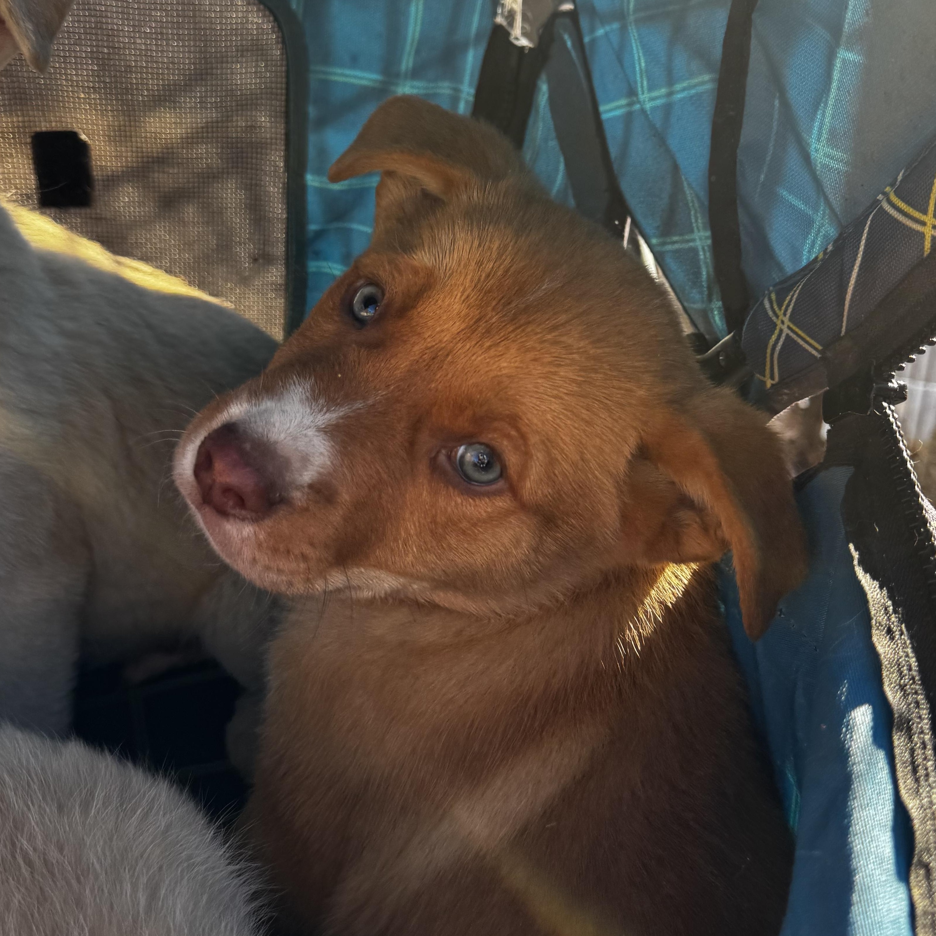 Will, ADOPTABLE, Puppy Male Husky & Pit Bull Terrier.