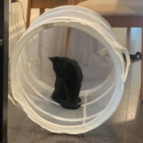 Enlarge Firefly-Must be adopted with Skipper, a Adoptable Domestic Short Hair in Toronto, ON image 3/4