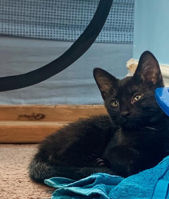 Firefly-Must be adopted with Skipper, Adoptable, Kitten Male Domestic Short Hair.