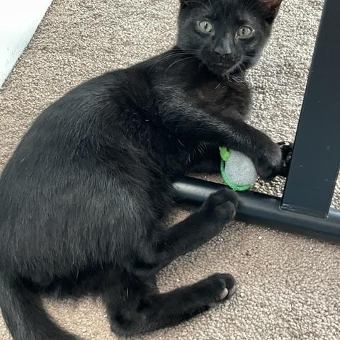 Enlarge Firefly-Must be adopted with Skipper, a Adoptable Domestic Short Hair in Toronto, ON image 2/4
