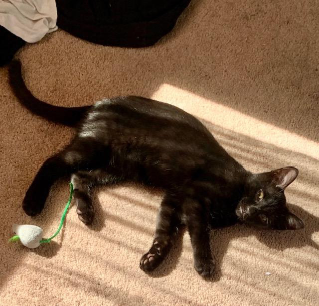 Enlarge Firefly-Must be adopted with Skipper, a Adoptable Domestic Short Hair in Toronto, ON image 4/4