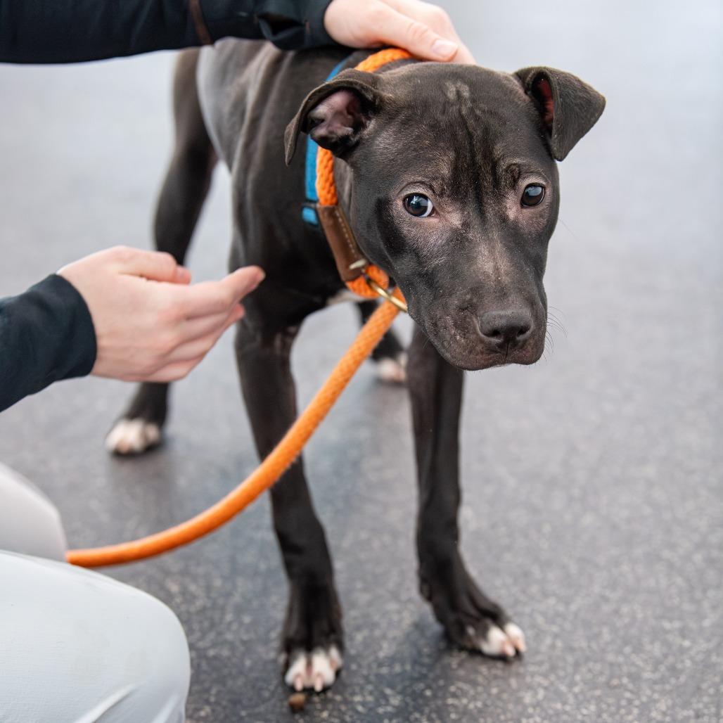 Cider, Adoptable, Young Female Mixed Breed.