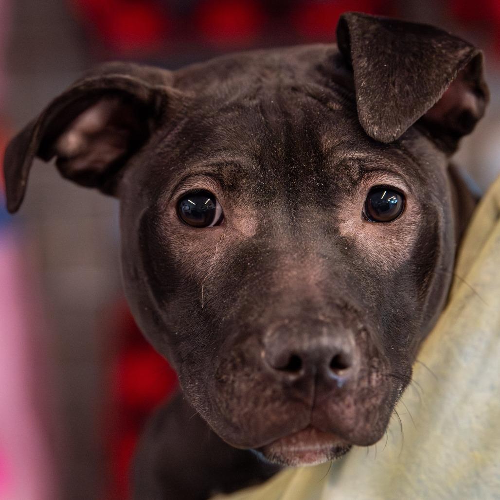 Enlarge Cider, a Adoptable Mixed Breed in Kennebunk, ME image 3/3