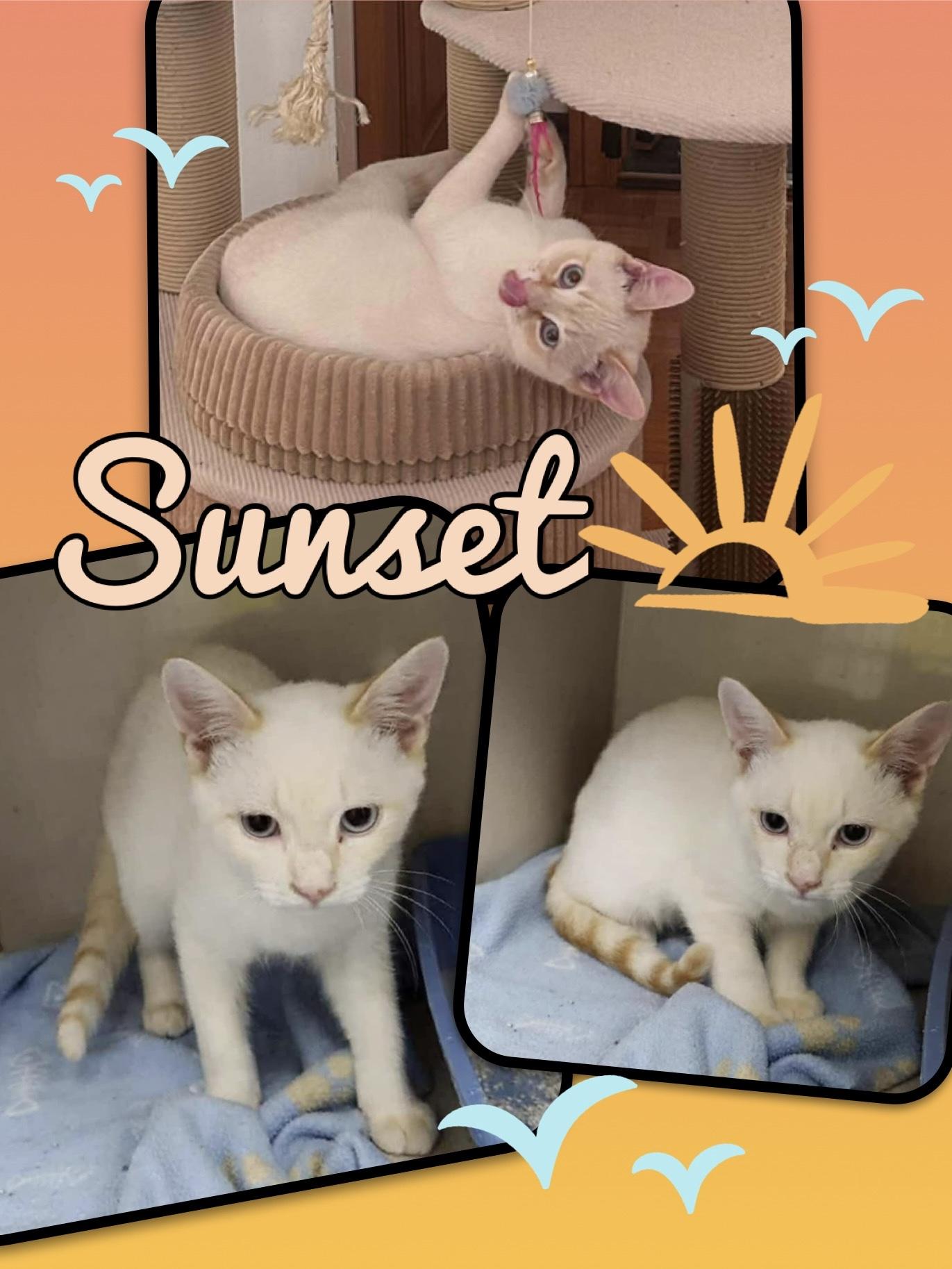 Sunset, adoptable, Young Male Domestic Short Hair.