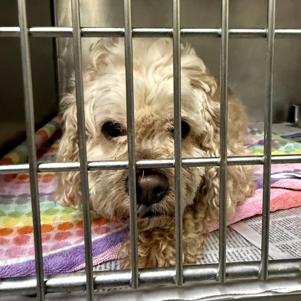 Cinnamon thumbnail 2