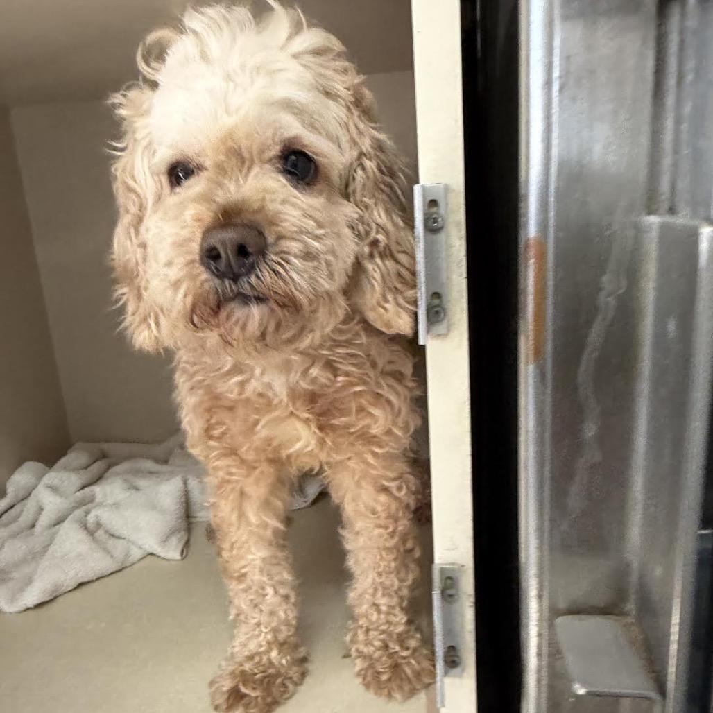 Cinnamon thumbnail 3