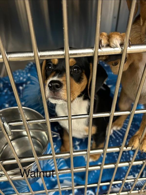 Walnut, Adoptable, Puppy Female Hound.