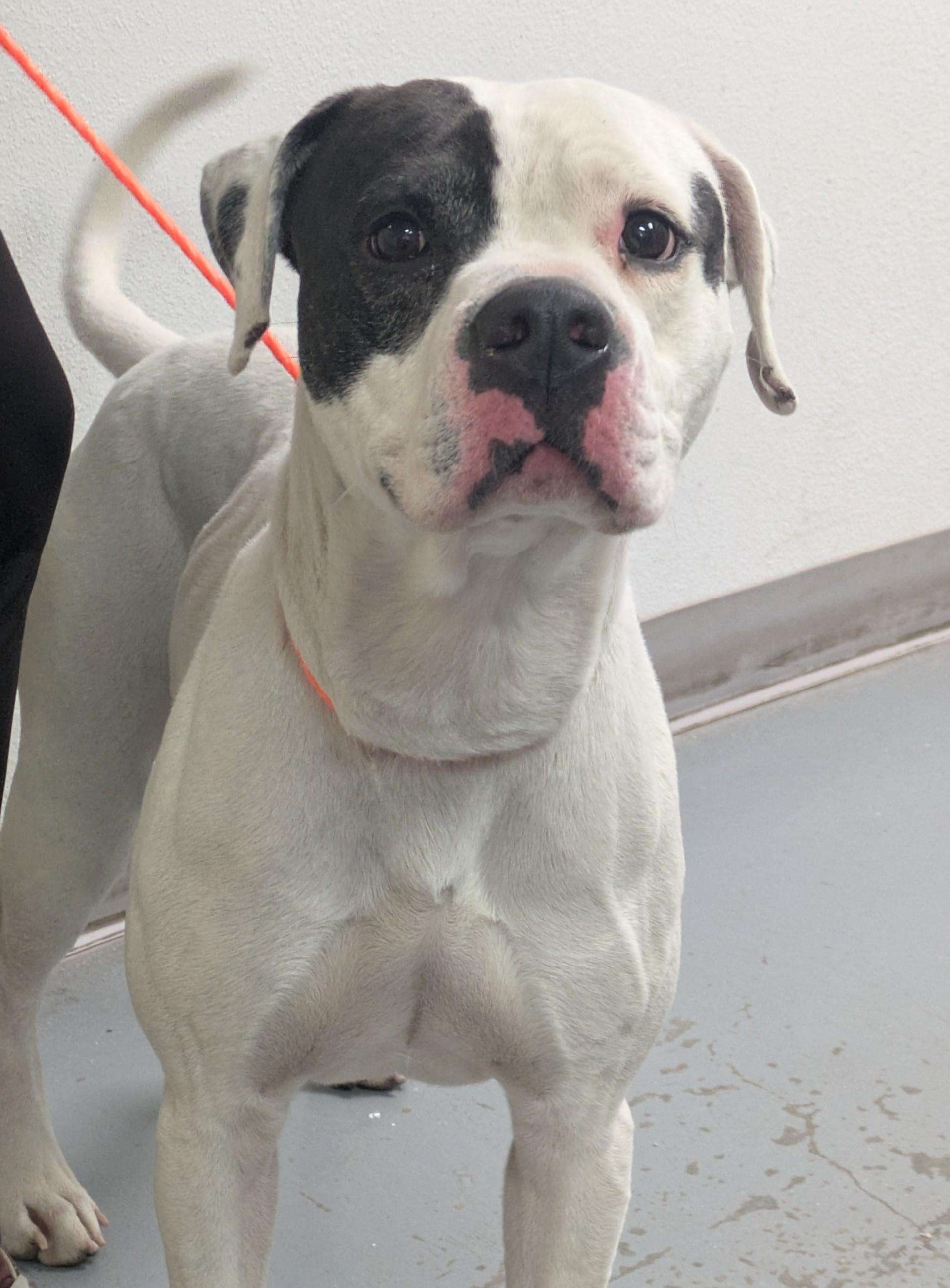 Enlarge 60233805, a other Pit Bull Terrier in Elko, NV image 1/1