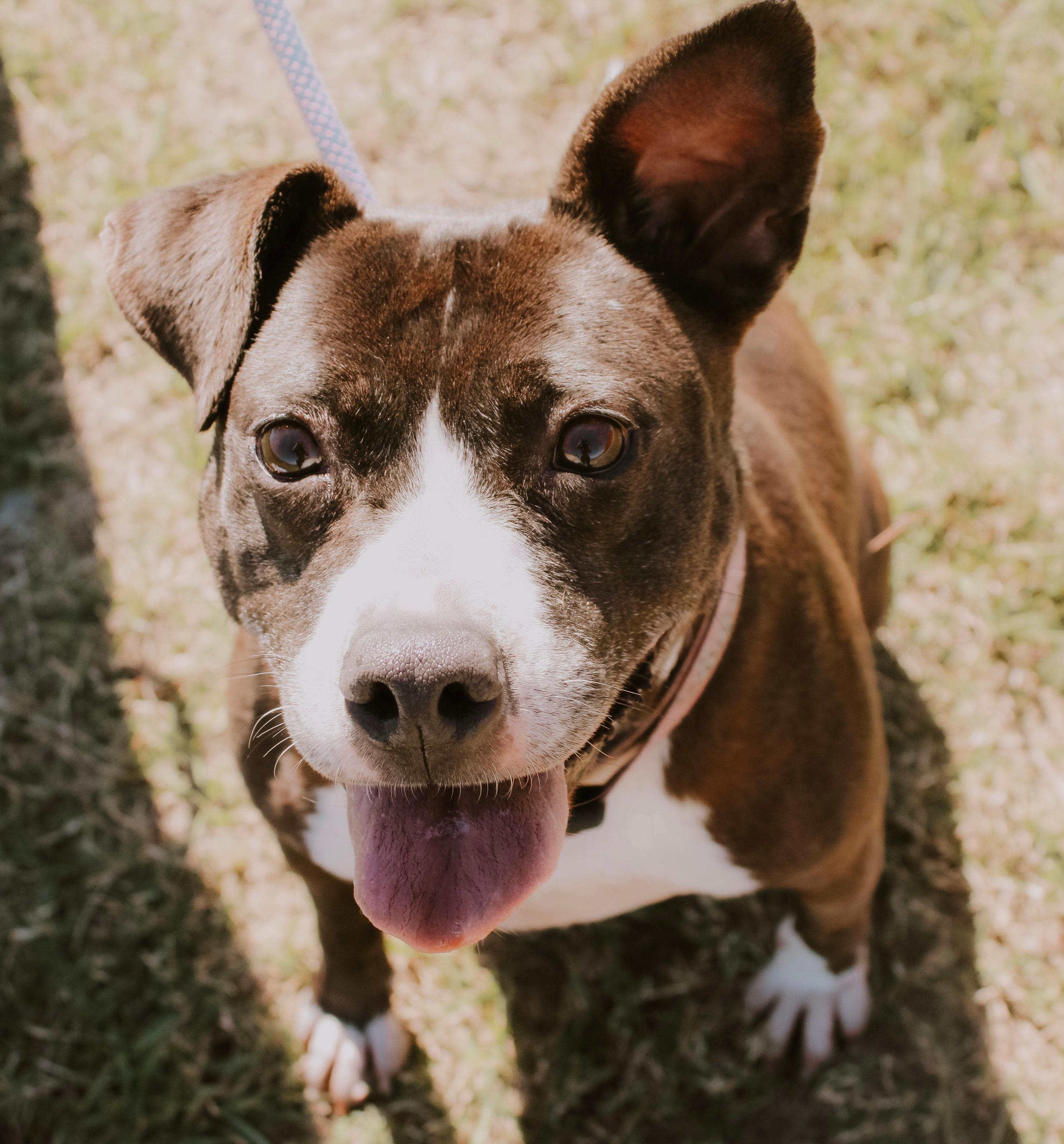 Gloria, an adopted Mixed Breed in Mullins, SC image 1/4