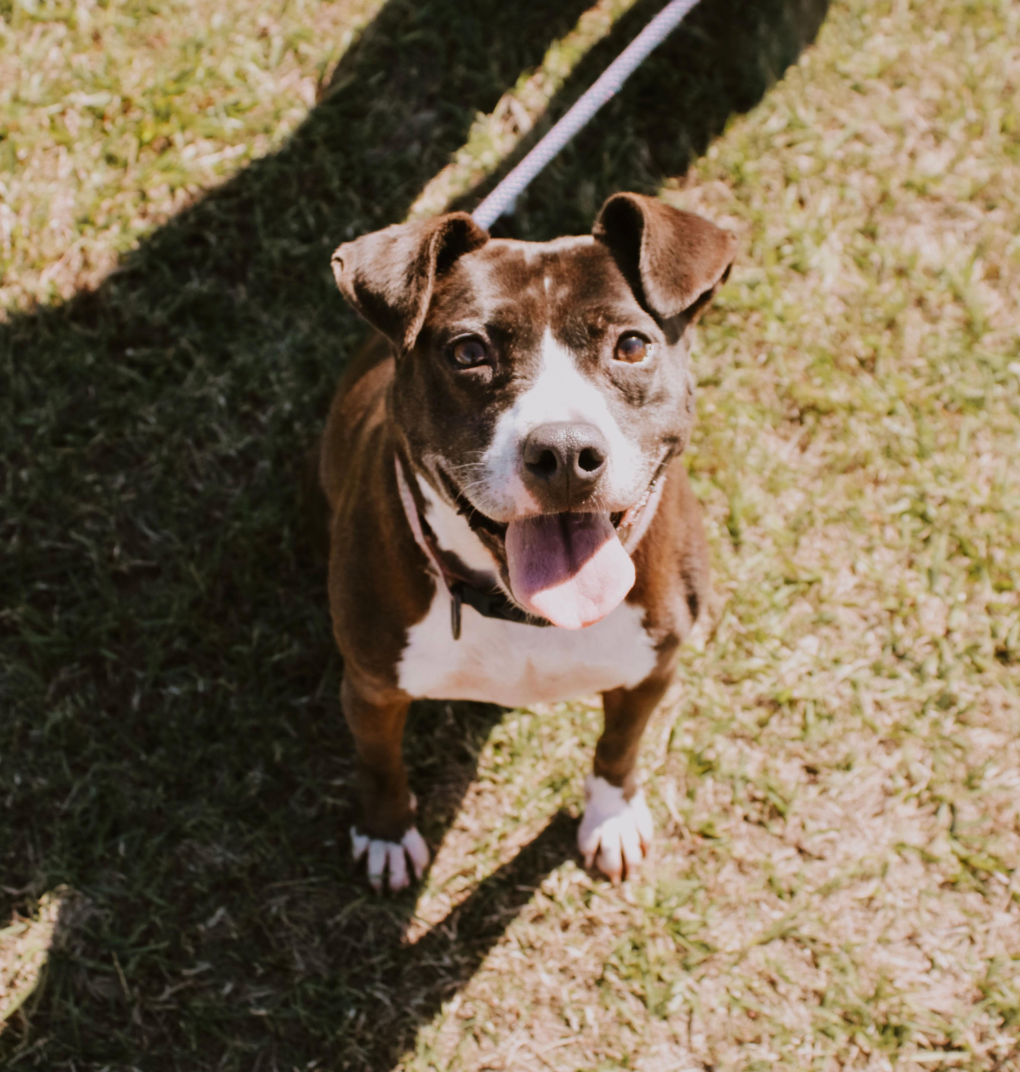 Gloria, an adopted Mixed Breed in Mullins, SC image 2/4