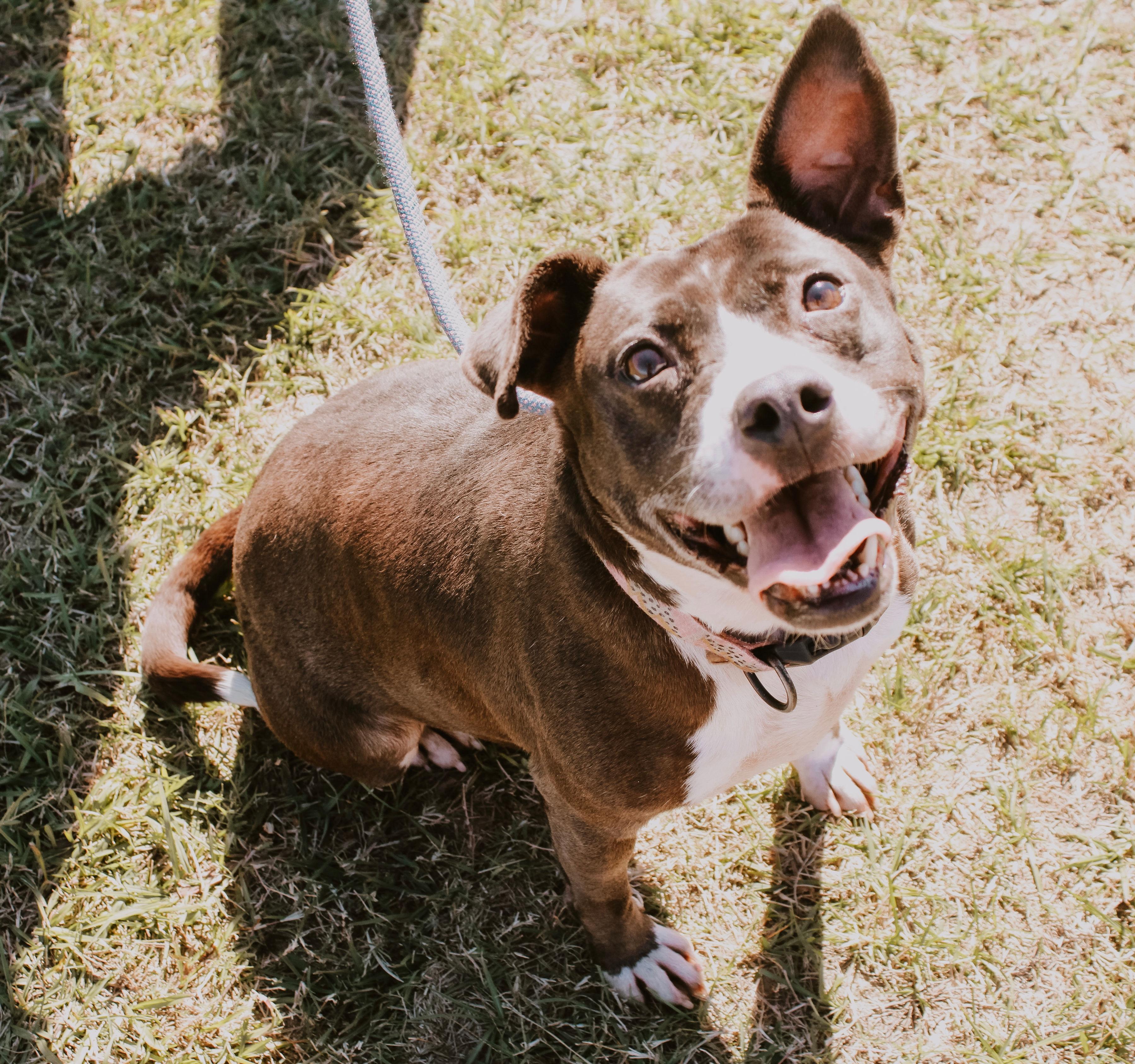 Gloria, an adopted Mixed Breed in Mullins, SC image 3/4