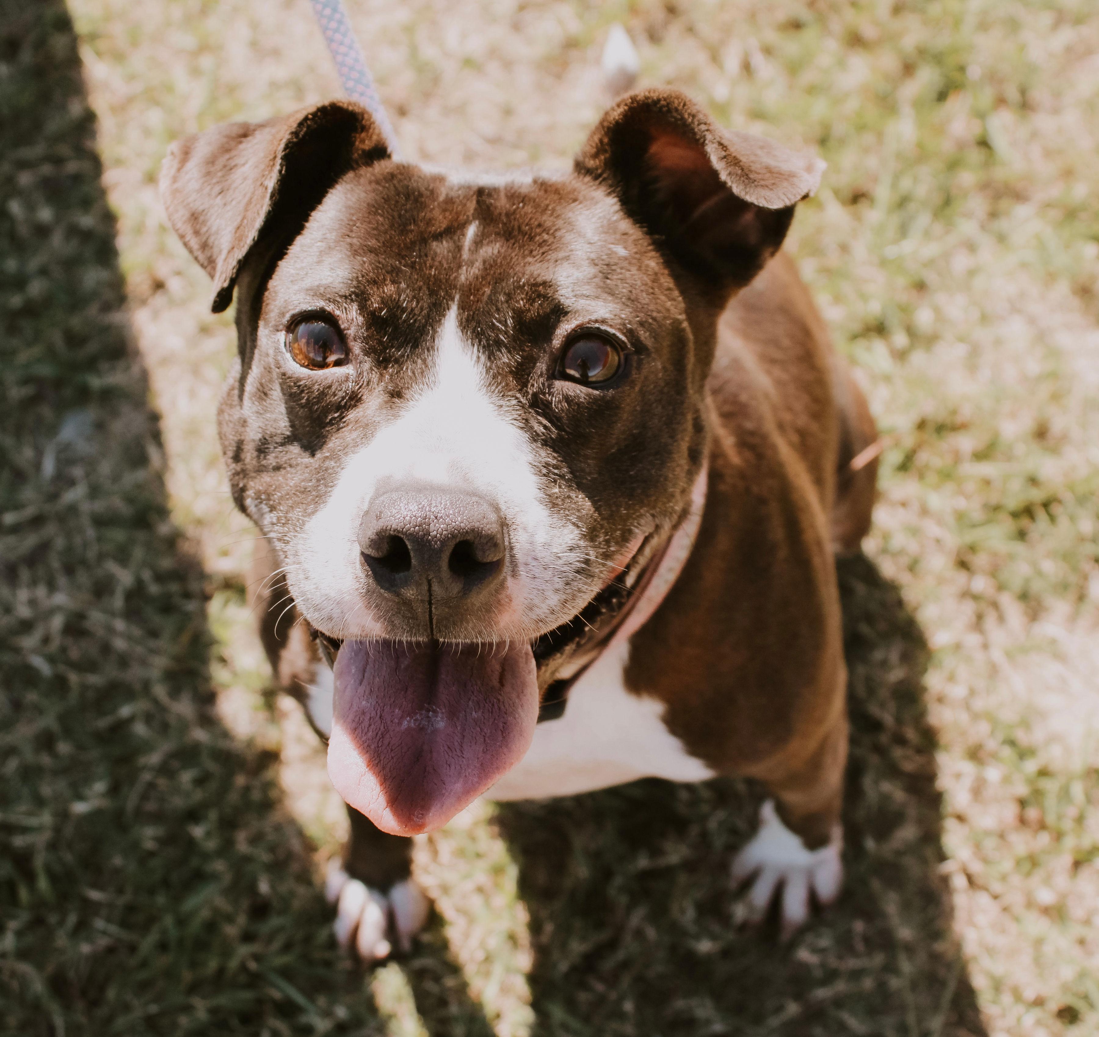 Gloria, an adopted Mixed Breed in Mullins, SC image 4/4