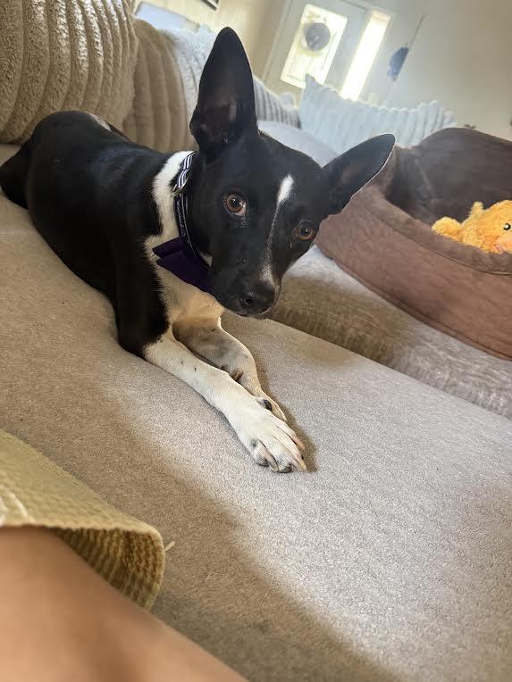 Enlarge Twinkle, a Adoptable mixed breed in Chandler, AZ image 2/4