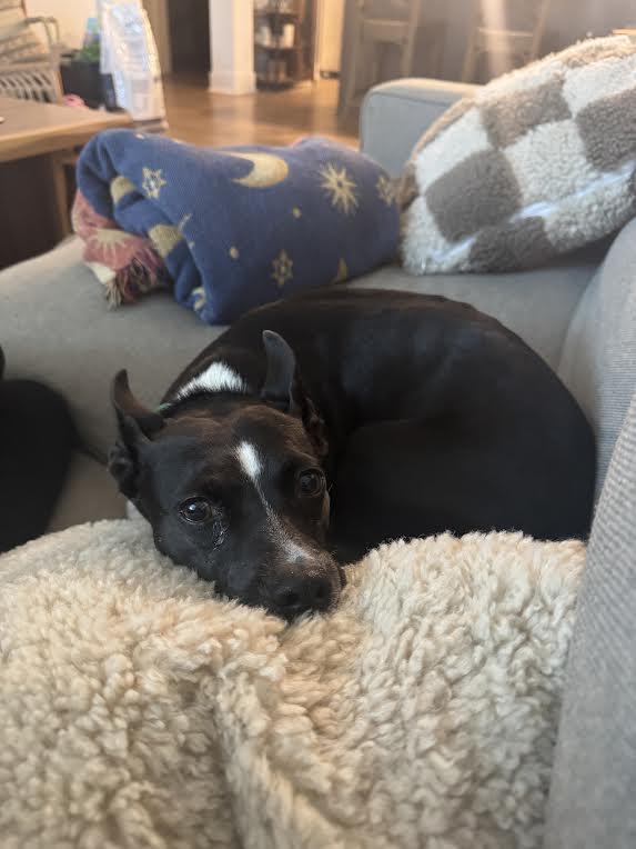 Twinkle, Adoptable, Young Female Boston Terrier.