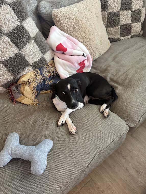Enlarge Twinkle, a Adoptable mixed breed in Chandler, AZ image 4/4