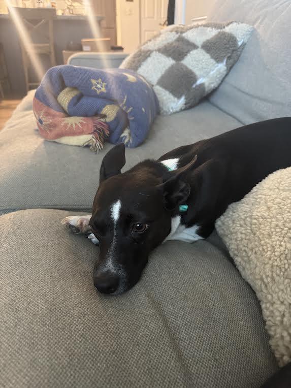 Enlarge Twinkle, a Adoptable mixed breed in Chandler, AZ image 3/4