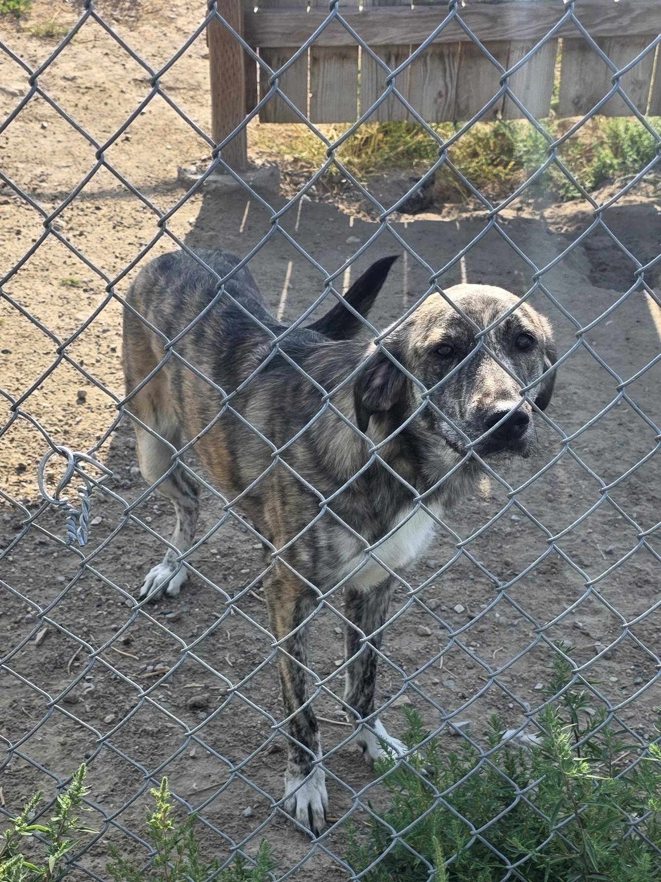 Bella, an adopted Mixed Breed in Rawlins, WY image 1/3