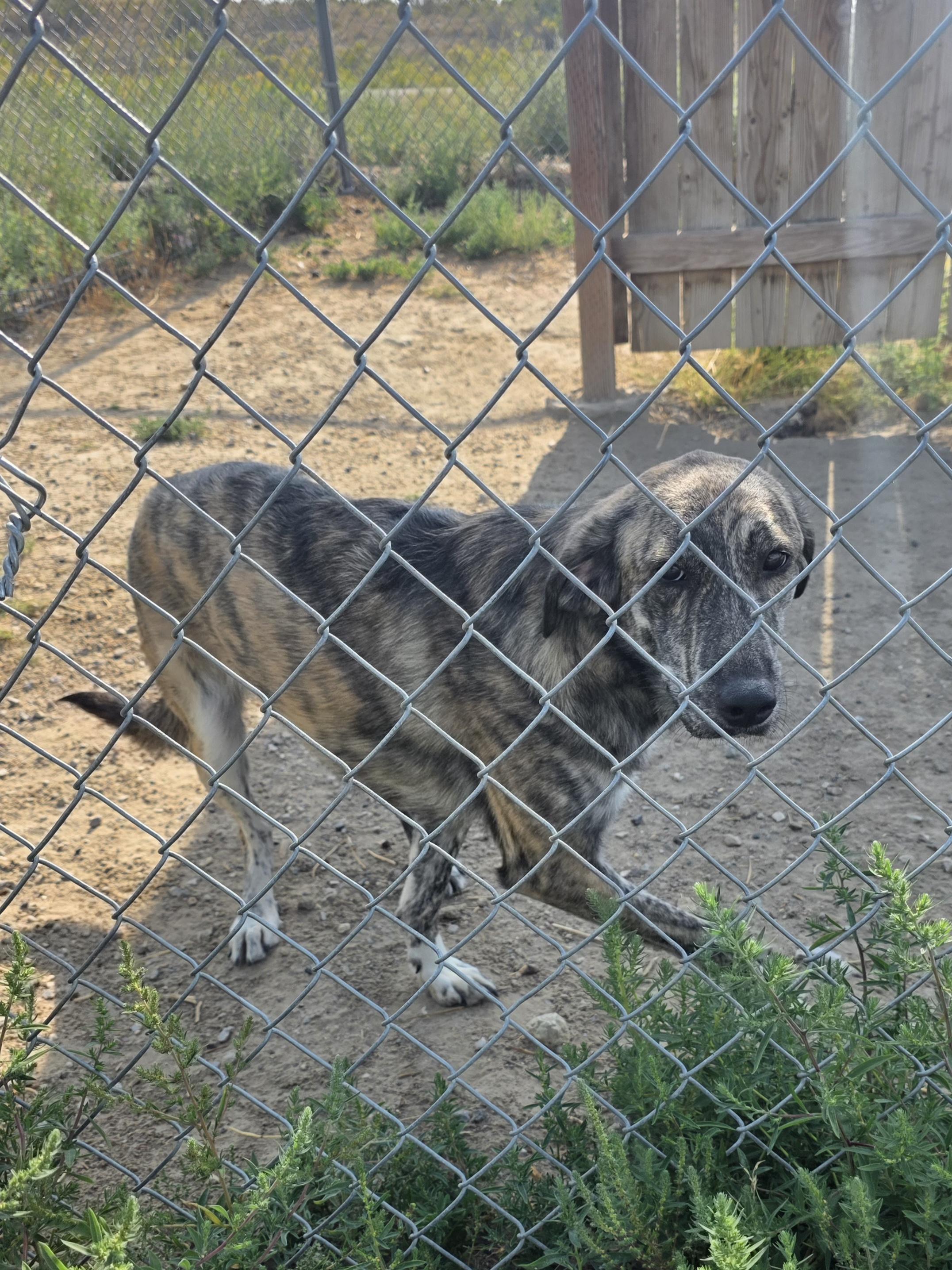 Bella, an adopted Mixed Breed in Rawlins, WY image 3/3