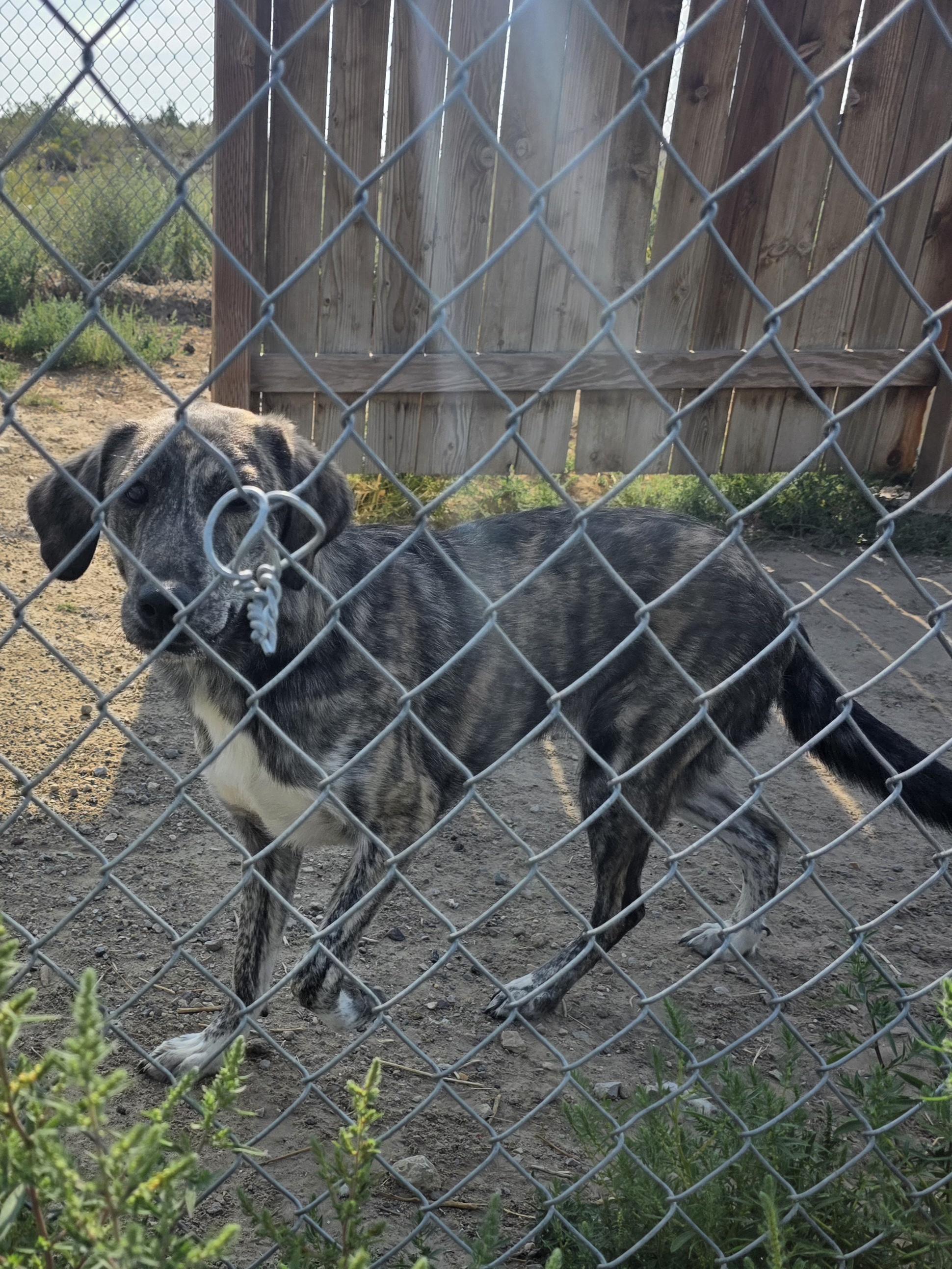 Bella, an adopted Mixed Breed in Rawlins, WY image 2/3
