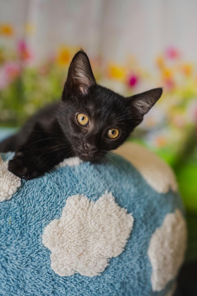 Enlarge Petunia @PetSmart Walker Rd, a Adoptable mixed breed in Newberg, OR image 1/1