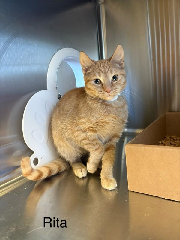 Enlarge Rita, a Adoptable mixed breed in Knoxville, TN image 1/1