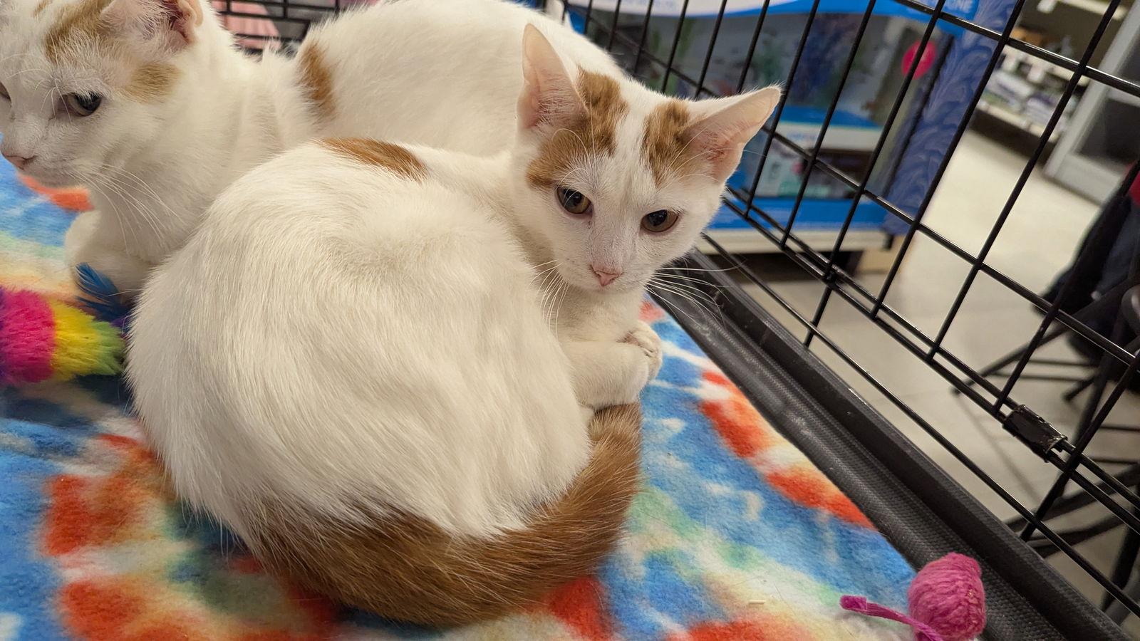 Cinnamon 0303, Adoptable, Young Female Domestic Short Hair.