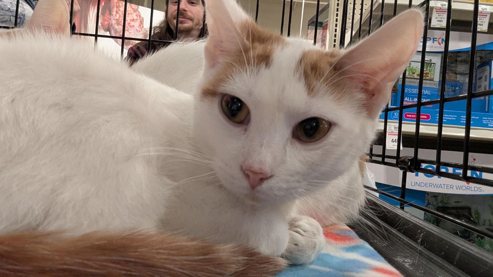 Enlarge Cinnamon 0303, a Adoptable Domestic Short Hair in Locust Grove, VA image 2/2