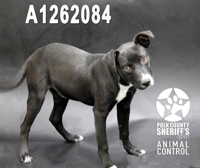 ESPIO, Adoptable, Young Male American Bulldog & Mixed Breed.