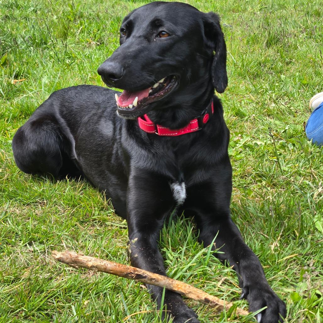 Lainey, Adoptable, Adult Female Black Labrador Retriever & Coonhound.