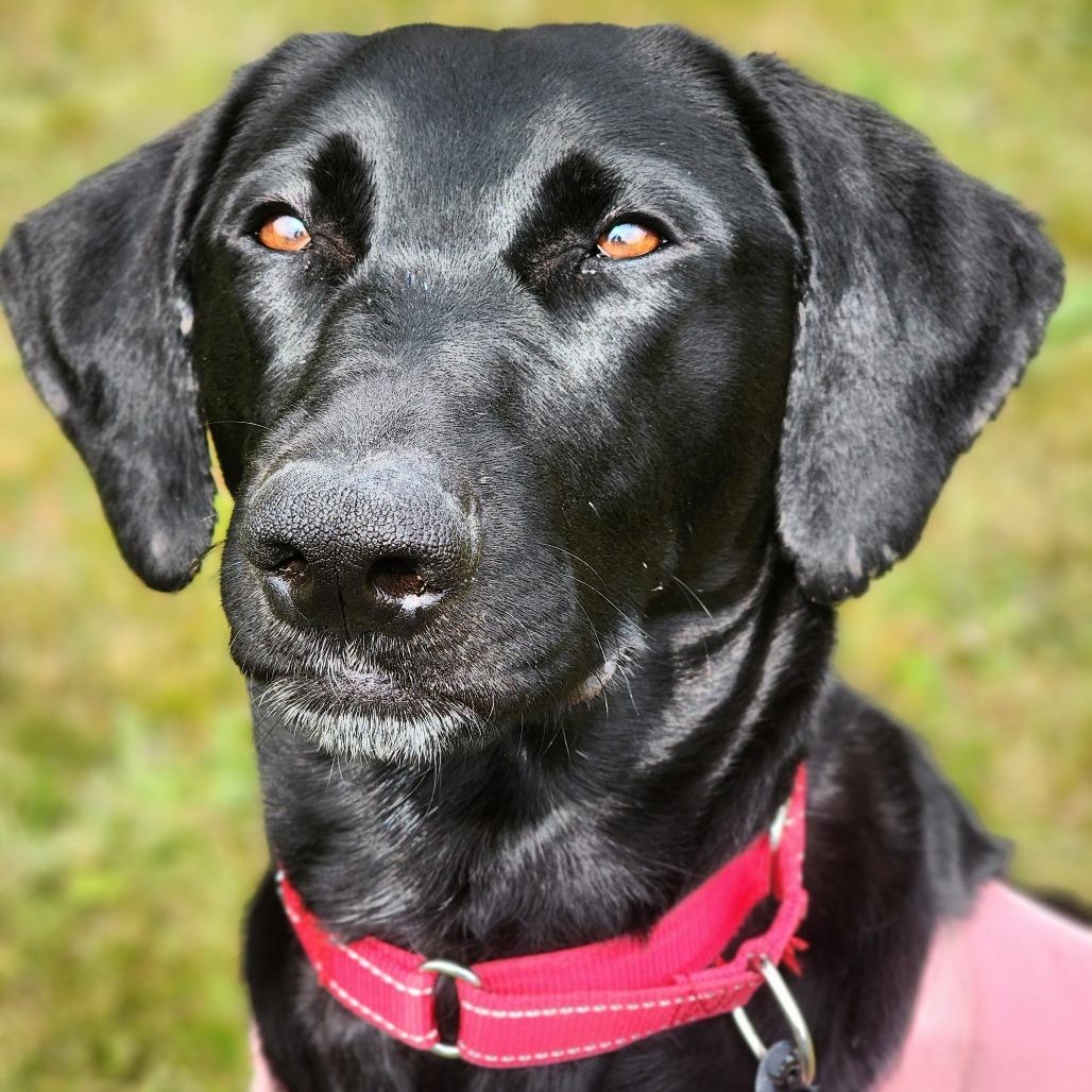 Enlarge Lainey, a Adoptable mixed breed in Port Angeles, WA image 2/6